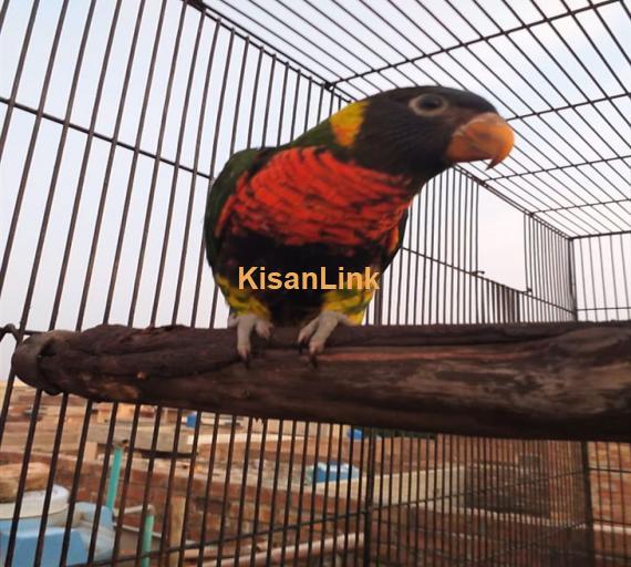 Parrot For Sale