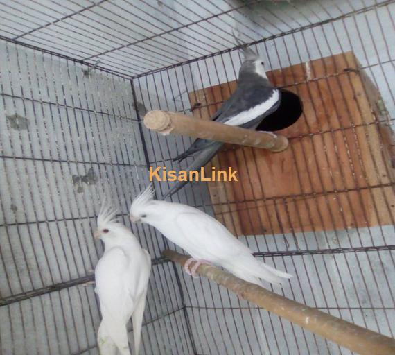 Parrot For Sale