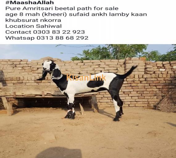 Goat For Sale