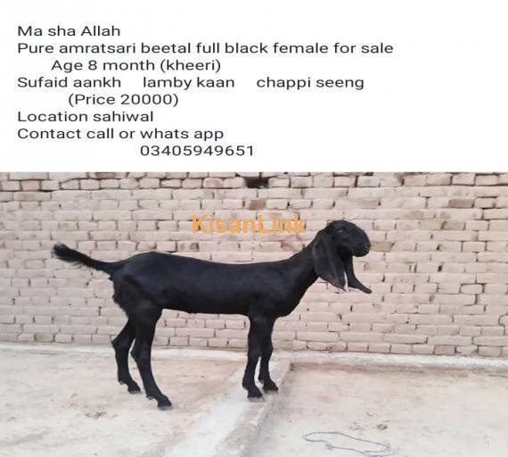 Goat For Sale