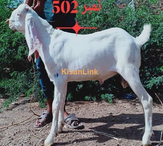 Goat For Sale