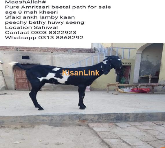 Goat For Sale