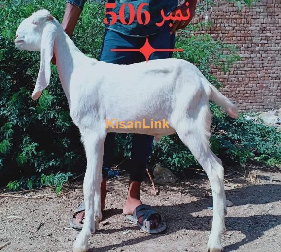 Goat For Sale