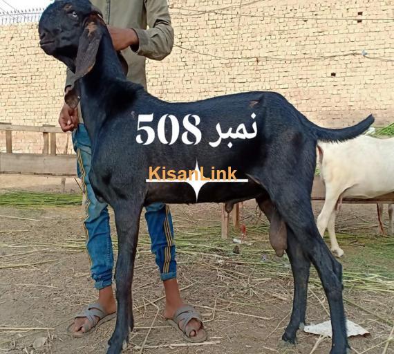 Goat For Sale