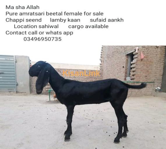 Goat For Sale