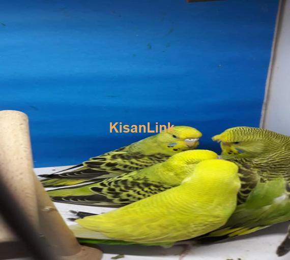 Parrot For Sale