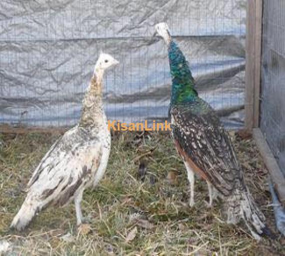 Peacock For Sale