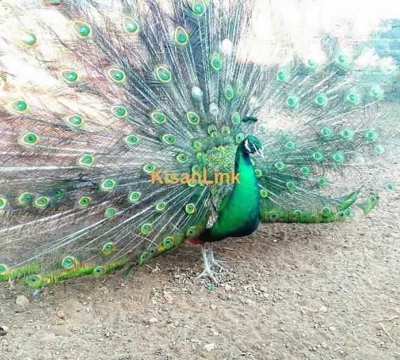 Peacock For Sale