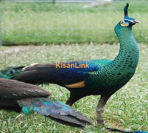Peacock For Sale
