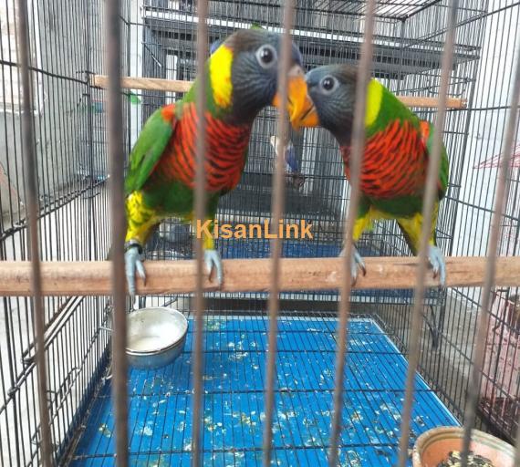 Parrot For Sale