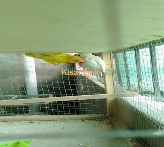 Parrot For Sale