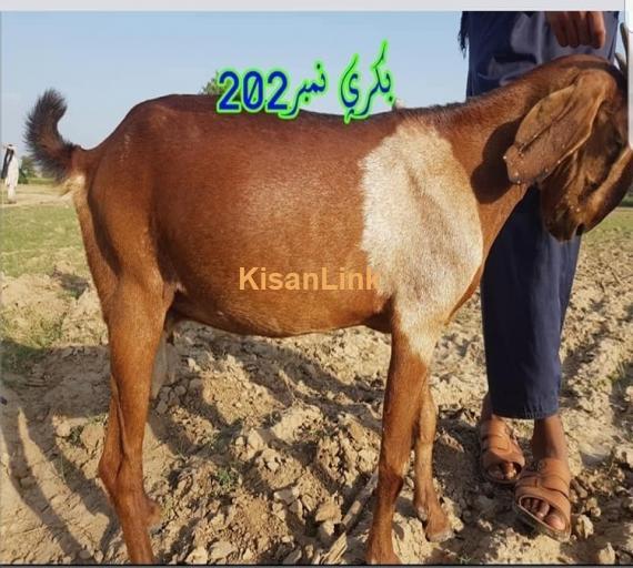 Goat For Sale