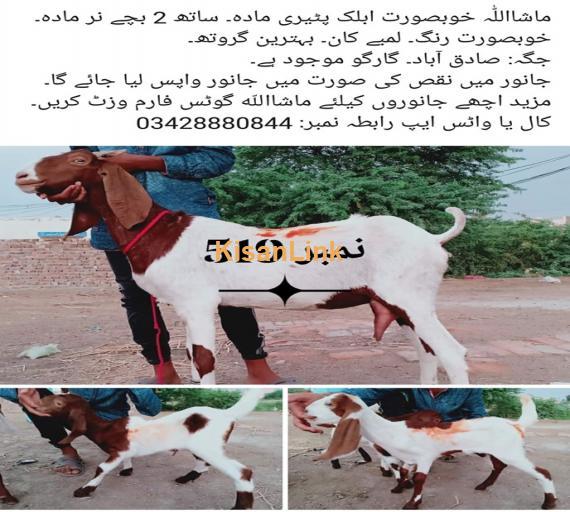 Goat For Sale