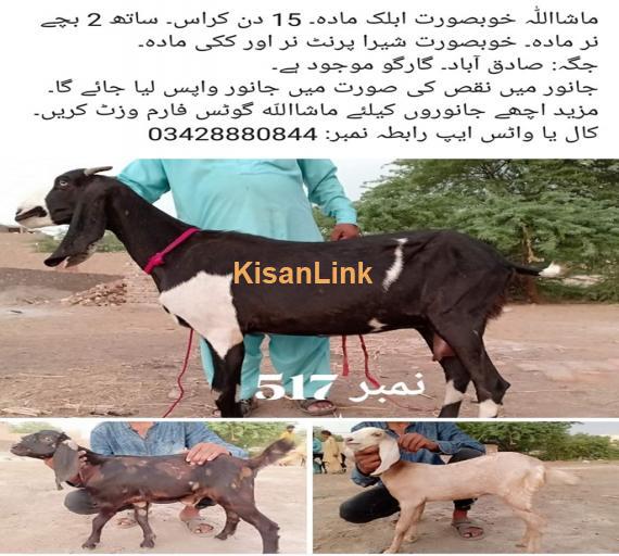 Goat For Sale