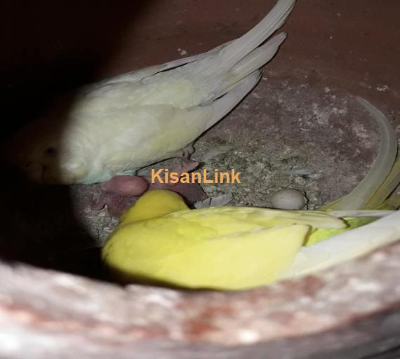 Parrot For Sale