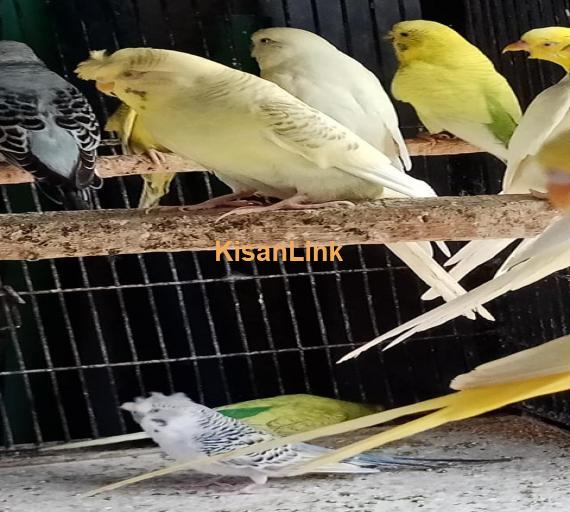 Parrot For Sale