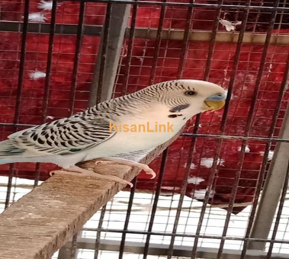 Parrot For Sale