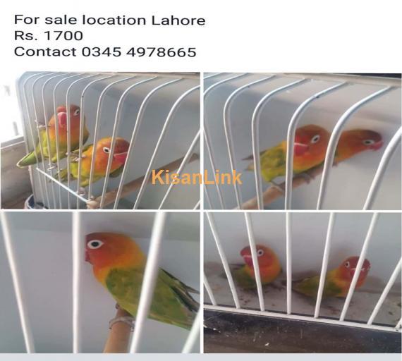 Parrot For Sale