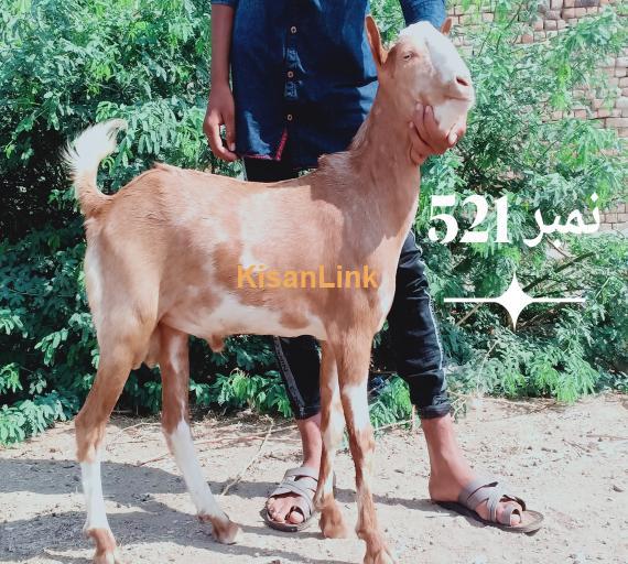 Goat For Sale