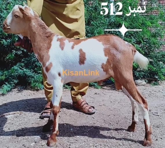 Goat For Sale