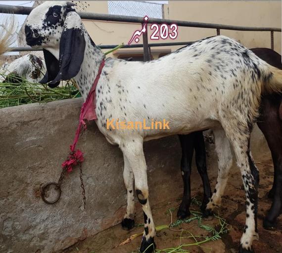 Goat For Sale