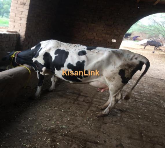 Cow For Sale