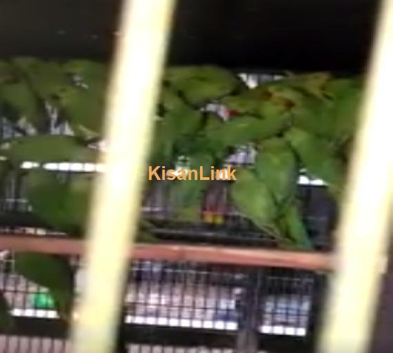 Parrots For Sale