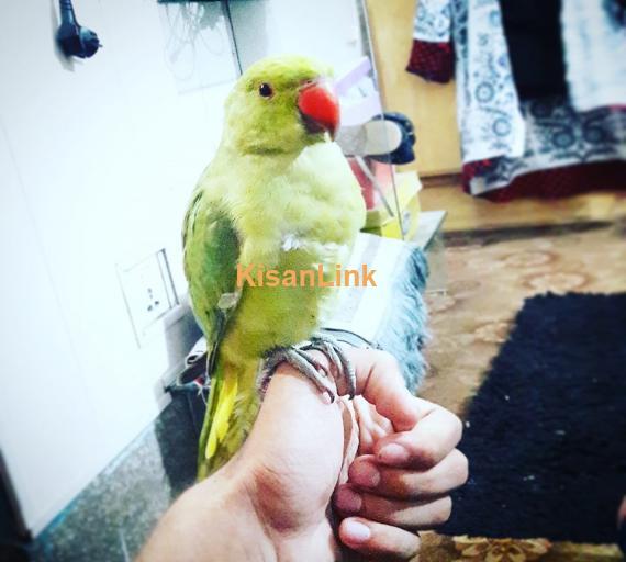 Parrot For Sale