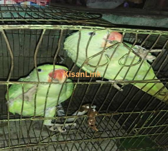 Parrot For Sale