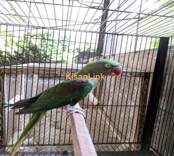 Parrot For Sale