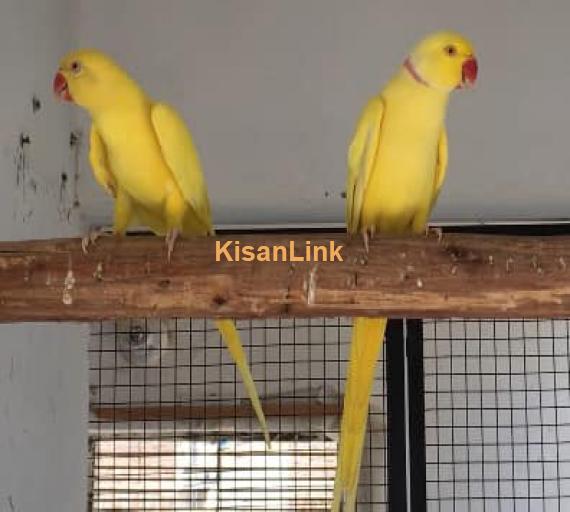 Parrot For Sale