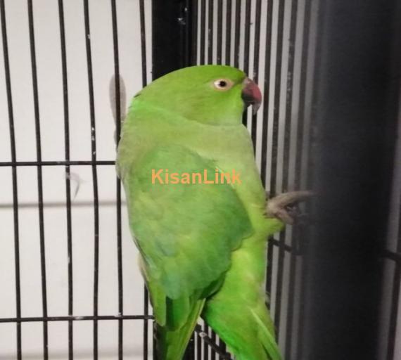 Parrot For Sale