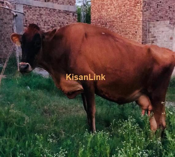 Cow For Sale