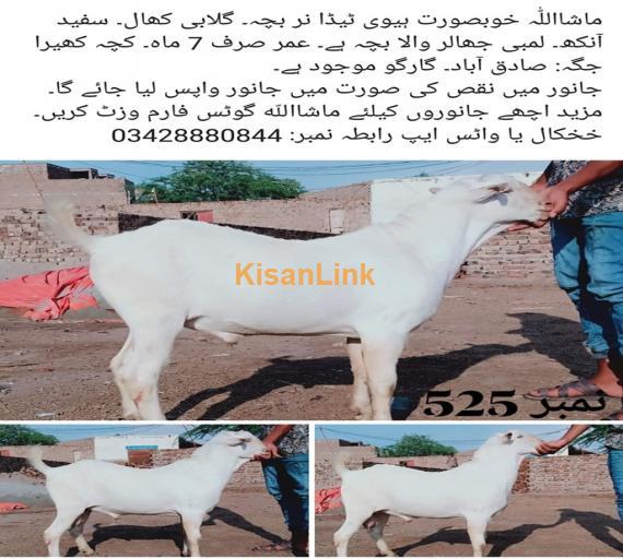 Goat For Sale