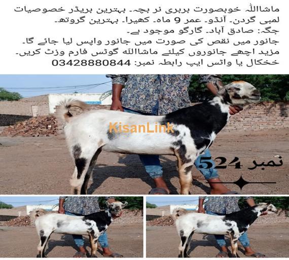 Goat For Sale