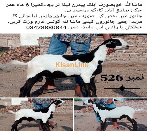 Goat For Sale