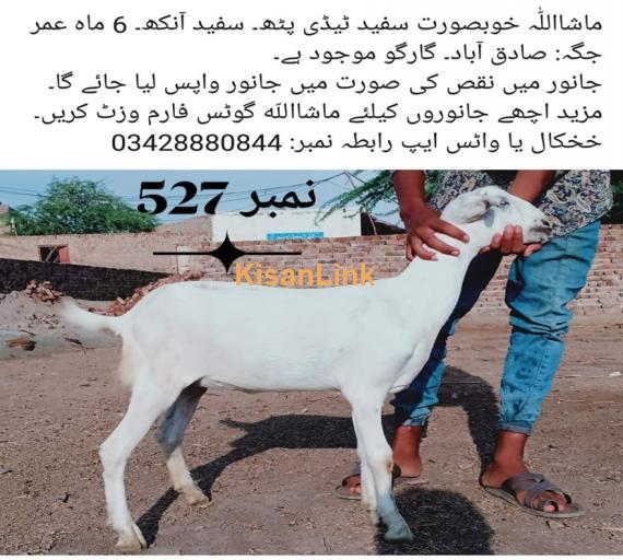 Goat For Sale