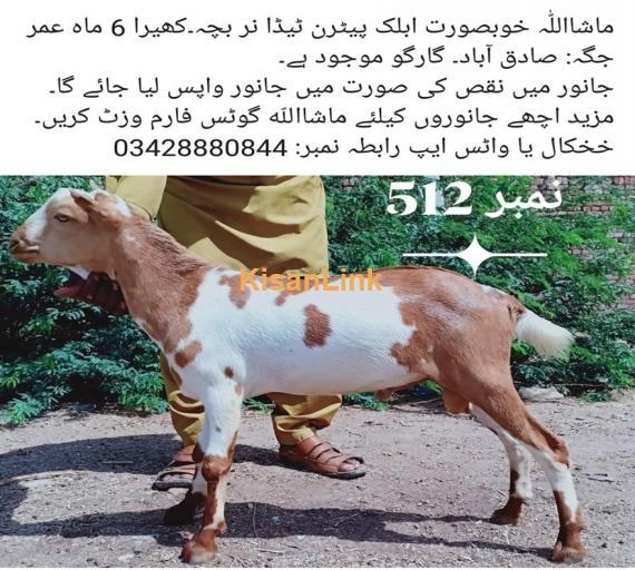 Goat For Sale