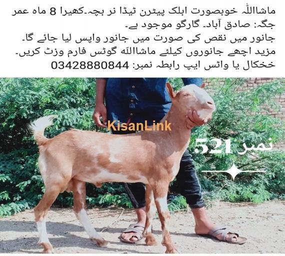 Goat For Sale