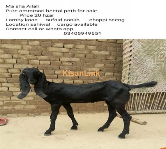 Goat For Sale