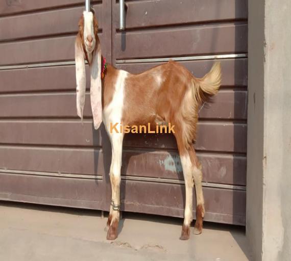 Goat For Sale
