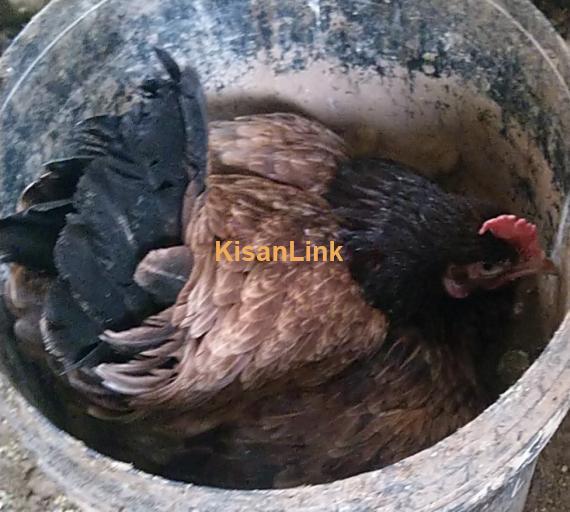 Hens For Sale