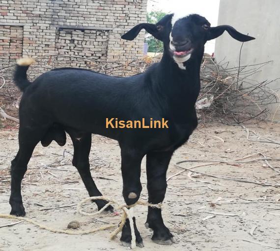 Goat For Sale