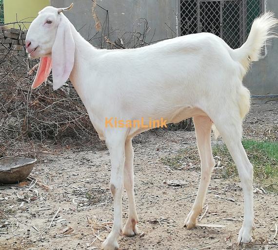 Goat For Sale