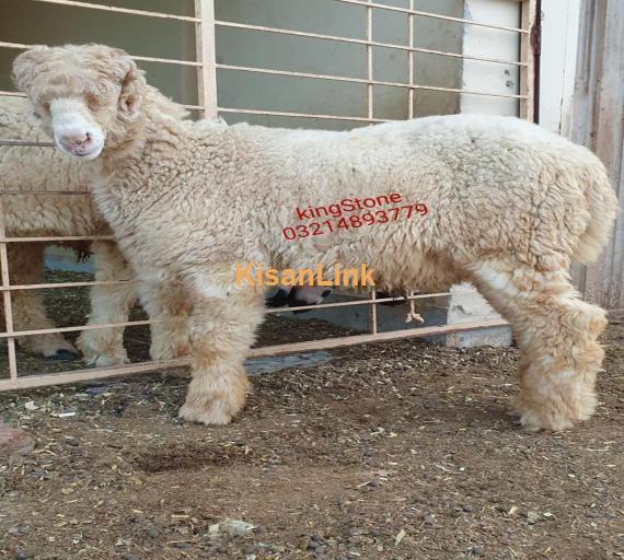 Sheep For Sale