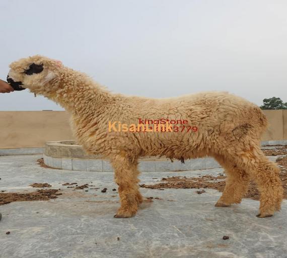 Sheep For Sale