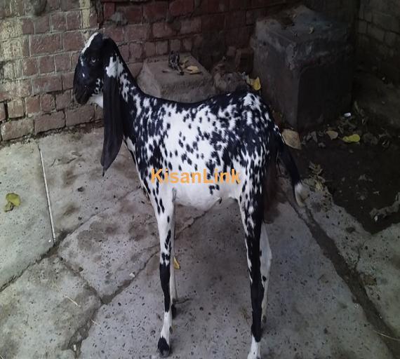 Goat For Sale