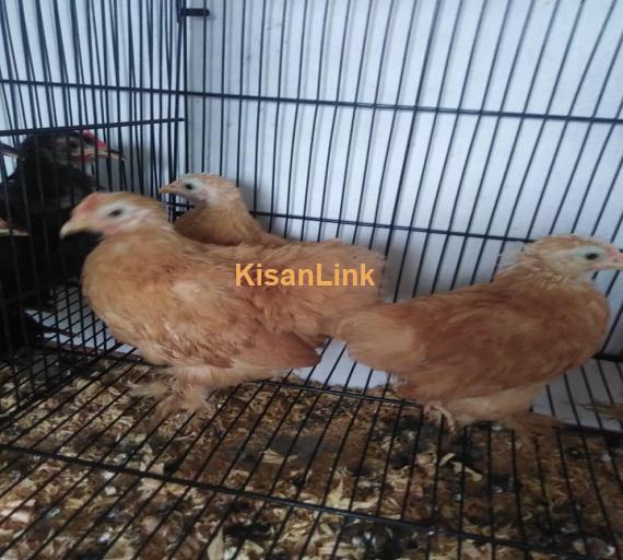 Hens For Sale