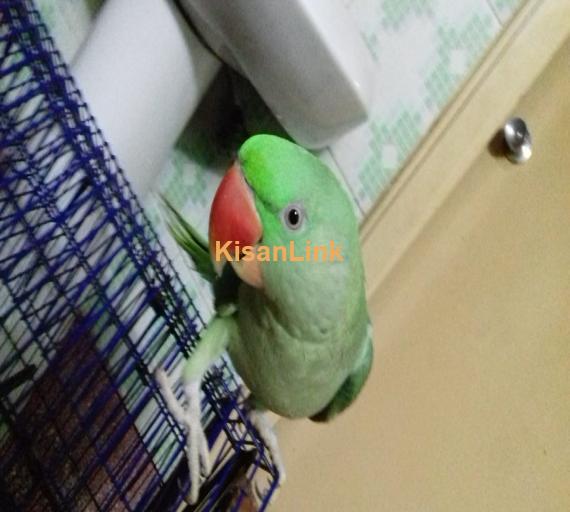 Parrot For Sale