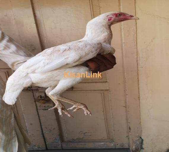 Aseel For Sale
